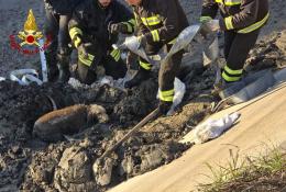 Cane intrappolato nel fango dell'Adigetto salvato dai pompieri