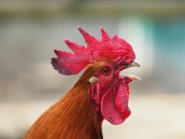 Il gallo che cantava troppo