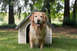 Teneva la droga nella cuccia del cane