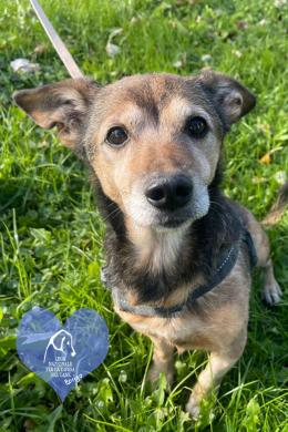 Dieci cagnolini in cerca di affetto