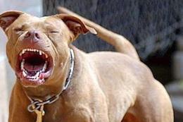 Due pitbull in fuga seminano il panico: feriti