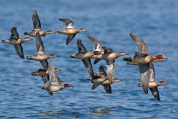 Aviaria, beccati sei uccelli infetti 