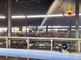 Incendio devastante, muoiono 17 mucche