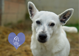 Altri nuovi amici in cerca di amore!