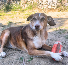 Per Natale, regala un'adozione a distanza