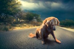 Abbandona il cane, scoperto