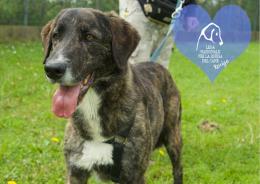 Dieci nuovi cuccioli aspettano casa