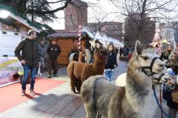 Lama(gia) del Natale!