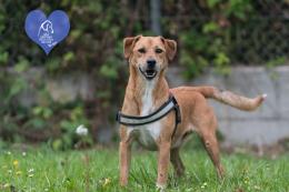 Adotta un amico a quattro zampe!