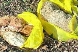 Cuccioli decapitati lanciati nella spazzatura