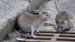 I topi invadono il centro storico