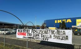 Blitz animalista all'Ikea contro la caccia ai lupi
