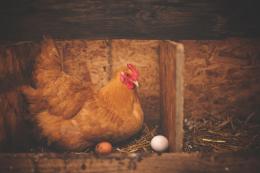 Aviaria: un vaccino per le galline ovaiole