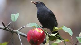 I giorni della merla: tra leggenda e realtà meteorologica