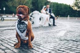 Cani da matrimonio: la tendenza spopola