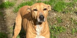 A San Valentino regala una vita migliore agli animali più sfortunati