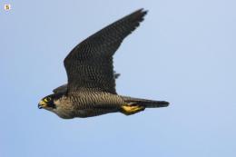 Falchi per i voli sicuri