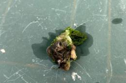 Trova una testa di un topo negli spinaci congelati