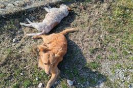 Cagnetta investita: l'amico la veglia e la lecca
