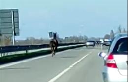 Cavallo imbizzarrito corre per la Romea