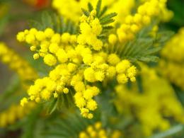 Ma perché l'8 marzo si regala la mimosa? Tutti i segreti di questo fiore