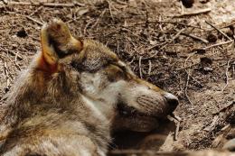Lupetto investito e ucciso in Transpolesana