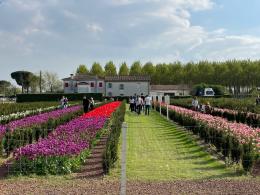 Festival dei Tulipani
