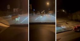 Lupo avvistato tra le case