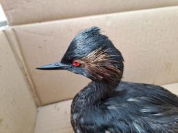  Gasolio in laguna, è emergenza