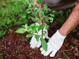 Se fai male giardinaggio ti multano