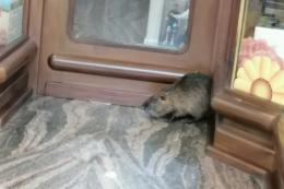 Caccia alla nutria in centro, presa