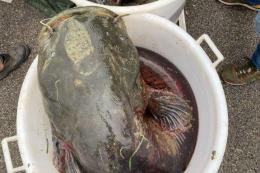 Pesce siluro pericoloso: sequestro