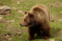 Orso a caccia di cibo in pieno centro