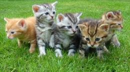 Strage di gattini scuote la comunità