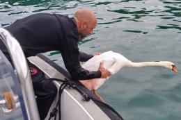 Cigno preso all'amo: operato e salvato