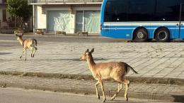 I daini invadono i paesi: è allarme