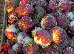 Radicchio, perdite fino al 100%