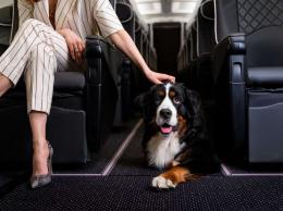 Animali in cabina, cambiano le regole dei voli
