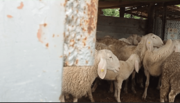 Allevamenti, choc a Cavarzere