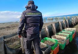 Tre tonnellate di vongole fuori legge