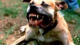 Il cane che terrorizza un paese