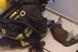Fiamme in casa e micio intossicato: salvato dai pompieri