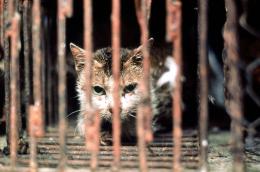 Maltratta cani e gatti, il questore la riprende