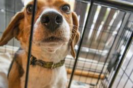 Fino a quattro anni per chi maltratta gli animali