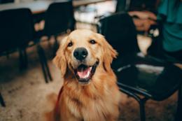 Più anni con il nostro amico a quattro zampe?