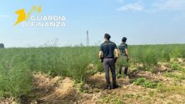 Braccianti sfruttati nei campi tra Rovigo e Chioggia: scatta il provvedimento del Gip