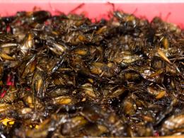 Non siamo ancora pronti per gli insetti a tavola