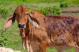 Dermatite nodulare bovina: allarme anche in Polesine