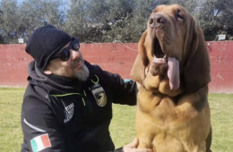 Il cane-eroe ucciso da un wurstel con i chiodi