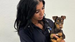 Abbandonano il cucciolo: caccia alle bestie
